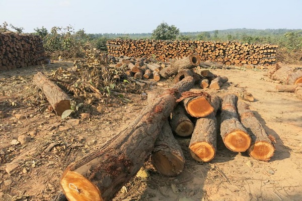 Deforestation impact